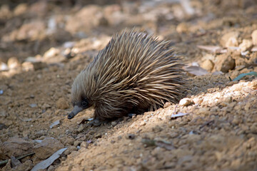 this is a side view of a short nose echidna