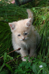 Naklejka na ściany i meble little beautiful kitten sits in the green grass in the garden