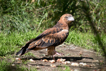 the black kite is on the ground looking for food