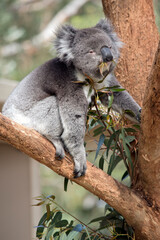 the koala has grey and white fur with a big black nose