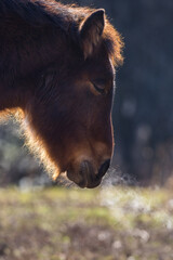 Fototapeta premium Horse in cold winter day, close up