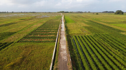 aerial view of rice fields with a cast road in the middle