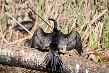 the pied cormorant is drying it wings in the sun