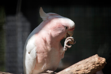 the major mitchell or pink cockatoo is whit and pink