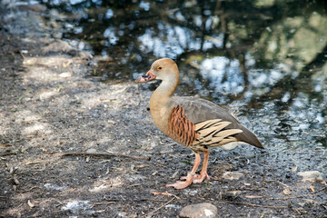 the plumed whistling duck has been tagged