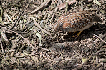 the quail is looking for food