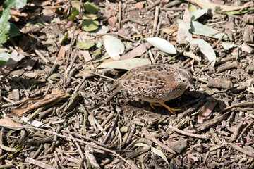 the quail is looking for food amongst the leaves and twigs