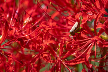 秋の里山に咲く赤の彼岸花の花弁に顔をのぞかせたバッタ