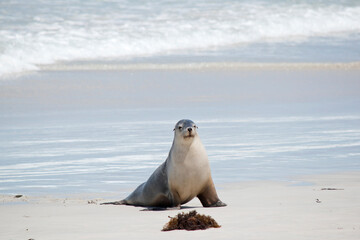 this is a female sea lion at Seal Bay