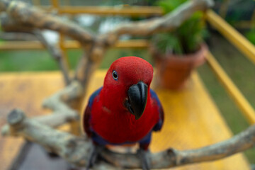 red and yellow macaw, 
Eclectus parrot ,Eclectus parrots are one of the more popular birds kept in captivity, as either parent or hand reared. Unlike many other species of parrot they are relatively