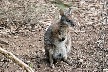 the tammar wallaby is a small wallaby with black claws