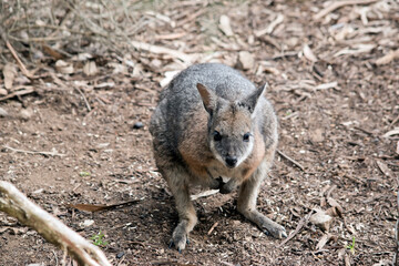 the tammar wallaby is a small wallaby with black claws