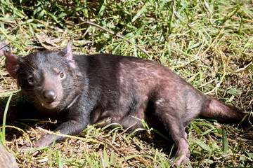 the Tasmania devil is black with pink ears and a white stripe on its shoulders