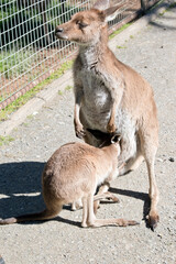 the female western kangaroo is feeding her joey