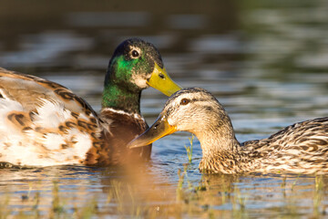 Mallard duck on the lake