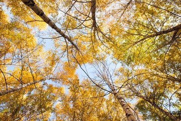 Autumn. Beautiful yellow birch leaves and branches of larch trees on a background of blue clear sky. Natural background. Place to insert text.