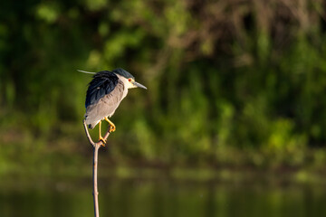 Black-crowned night heron