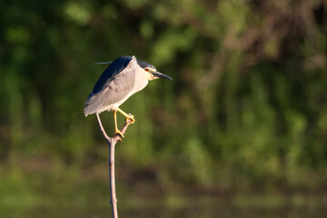 Black-crowned night heron