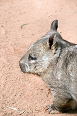 this is a side view of a wombat