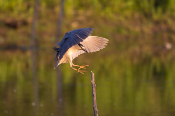 Black-crowned night heron