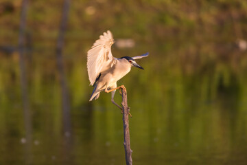 Black-crowned night heron