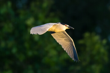 Black-crowned night heron