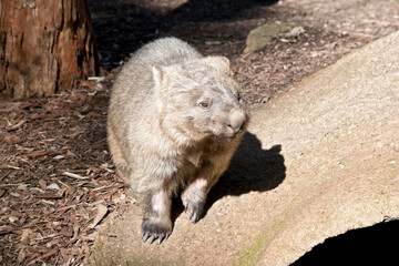 the common wombat is  searching for food