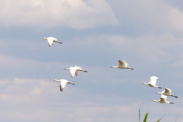 The flock of spoonbill bird flying in the sky