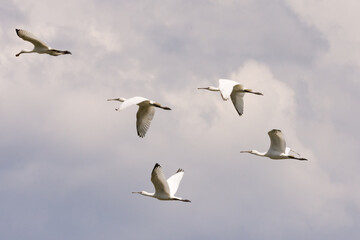 The flock of spoonbill bird flying in the sky