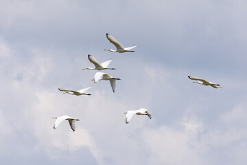 The flock of spoonbill bird flying in the sky