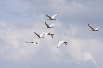 The flock of spoonbill bird flying in the sky
