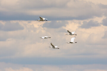 Fototapeta premium The flock of spoonbill bird flying in the sky