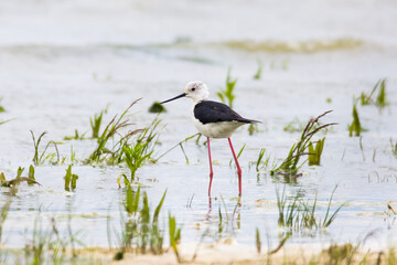 Black-winged stilt in the water