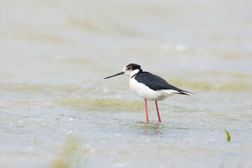 Black-winged stilt in the water
