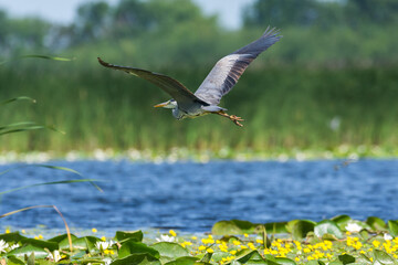 Grey heron