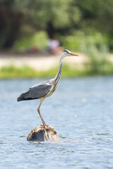 Grey heron