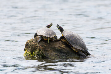 Turtles in love