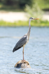 Grey heron