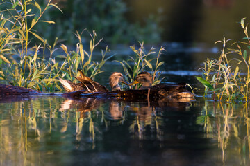 Mallard ducks in the water