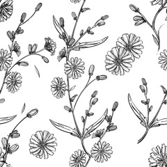 Detailed hand drawn black and white illustration seamless pattern of chicory flower, leaf. sketch. Vector. Elements in graphic style label, card, sticker, menu, package