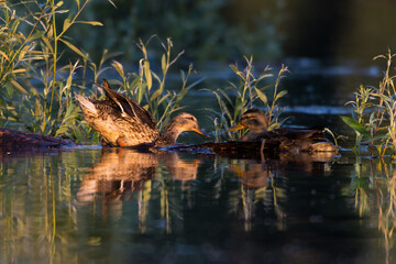 Mallard ducks in the water