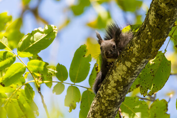 Squirrel eating walnuts on the tree 