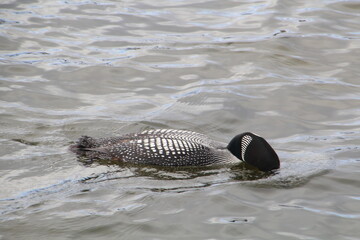 Loon Looking Into The Water, Jasper National Park, Alberta