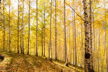 Obraz premium Autumn landscape. Beautiful birch trees. Walk in the birch forest. Natural background. Place to insert text.