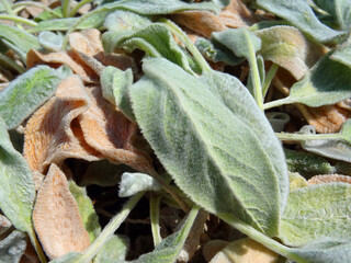 水枯れのラムズイヤー