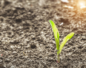 Rows of young corn shoots on a cornfield, plantation young green corn leaves, closeup Agricultural landscape