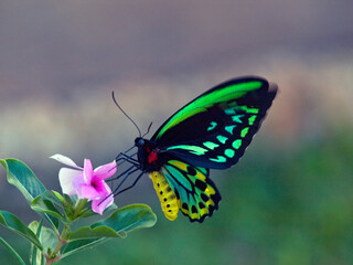 Cairns Birdwing Butterfly - Ornithoptera euphorion