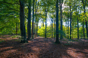 Obraz premium Trees in autumn colors in a forest in bright sunlight at fall, Baarn, Lage Vuursche, Utrecht, The Netherlands, October 16, 2020