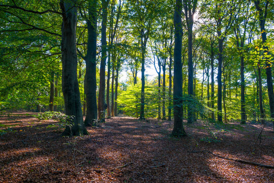 Trees in autumn colors in a forest in bright sunlight at fall, Baarn, Lage Vuursche, Utrecht, The Netherlands, October 16, 2020
