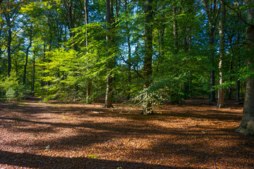Trees in autumn colors in a forest in bright sunlight at fall, Baarn, Lage Vuursche, Utrecht, The Netherlands, October 16, 2020